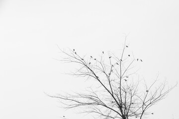 silhouette d'oiseaux dans un arbre en hiver