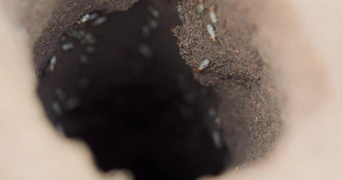 Macro inside of a termites nest, young termite soldiers and workers running at the surface 