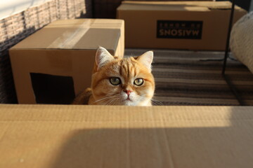 Katze hinter dem Karton