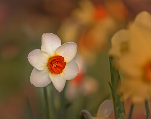 daffodil flowers in the garden