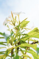 Obraz premium white flowers (plumeria pudica) with blue sky