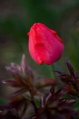 red poppy flower