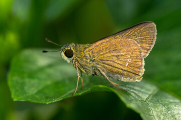 the small brown skipper butterfly in garden