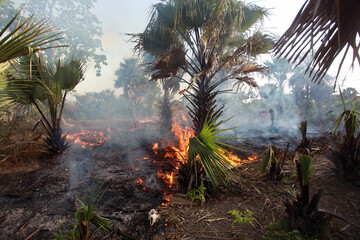  wide angle photography of a bush fire, with bright orange and yellow flames, grey smoke and many big and small palm trees, outdoors on a sunny day