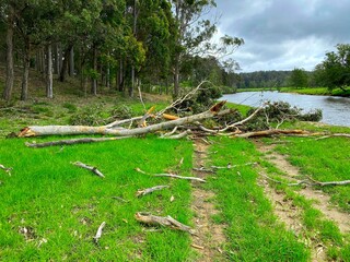 A tree fallen across a dirt road