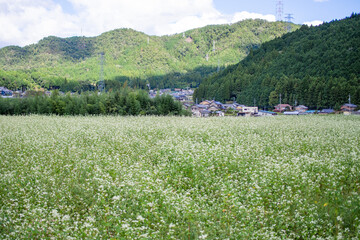 Fototapeta na wymiar 草原に咲く白い花　秋　イメージ　9月　岐阜県