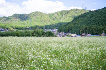 草原に咲く白い花　秋　イメージ　9月　岐阜県