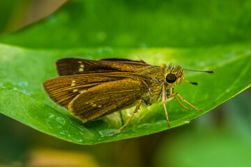 the small brown skipper butterfly in garden