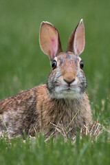 A portrait of rabbit in the grass