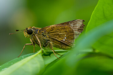 the small brown skipper butterfly in garden