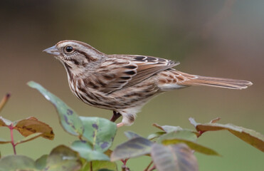 sparrow on a rose branch
