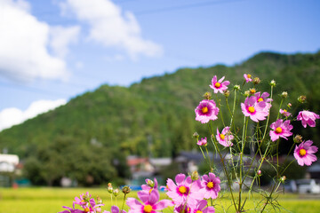 Obraz premium Cosmos autumn image September, Suhara, Mino City, Gifu Prefecture