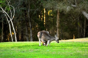 A Kangaroo and her Joey on grass