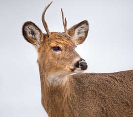 A portrait of a young male deer 