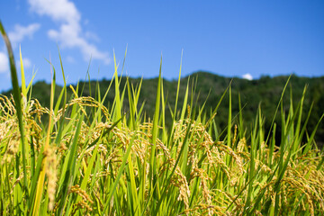Inaho summer image September, Suhara, Mino City, Gifu Prefecture