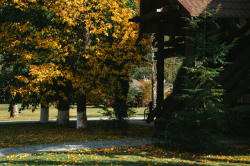 Fototapeta na wymiar autumn park in the park