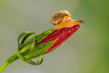 snail on red flowers