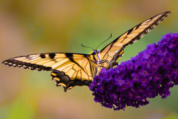 a swallow tail butterfly on butterfly bush flower