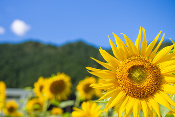 Sunflower field, sunflower summer image, September, bee, Mino City, Gifu Prefecture, Suhara Sunflower Village