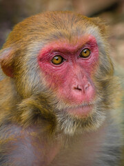 close up of a Monkey with red face