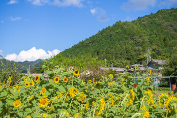 Obraz premium Sunflower field, sunflower summer image, September, bee, Mino City, Gifu Prefecture, Suhara Sunflower Village