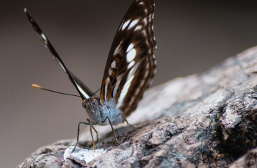 butterfly on the bare rock