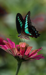 butterfly with beautiful blue spots on flower