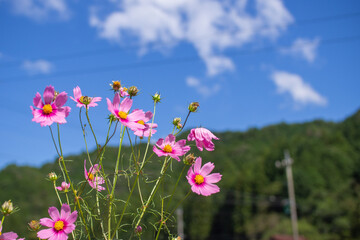 Cosmos autumn image September, Suhara, Mino City, Gifu Prefecture