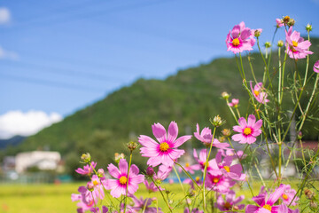 Obraz premium Cosmos autumn image September, Suhara, Mino City, Gifu Prefecture