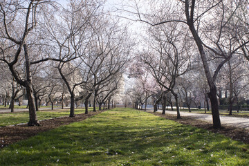 Early spring park with rows of bare trees and fresh lawn