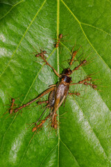 the group of red ants catching cricket