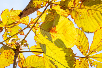 空に透き通る枯葉
