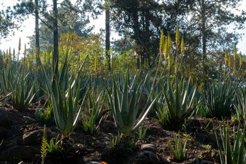 A flourished field of aloe vera plants