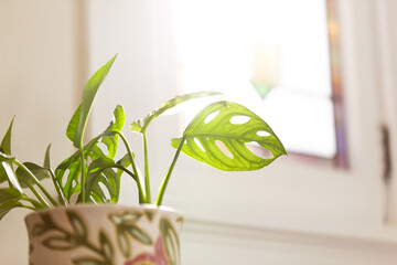 Monstera adansonii by window