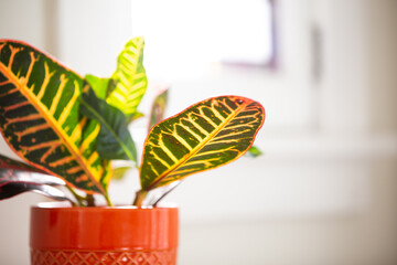 Colorful croton in sunlight © ErinLewisPhotography