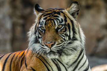 the close up of sumatran tiger