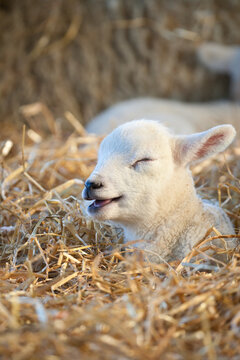 New born Lleyn lamb at lambing time with a funny face