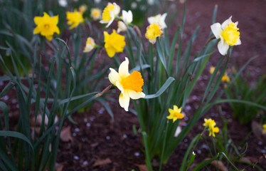 Fototapeta premium Daffodil in spring