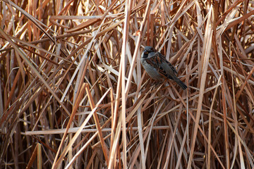 Sparrow in the cattail thicket