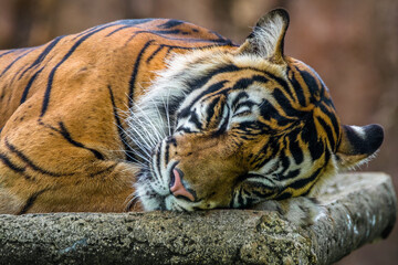 the close up of sumatran tiger
