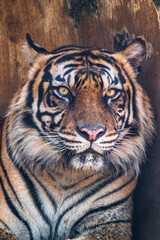 the close up of sumatran tiger