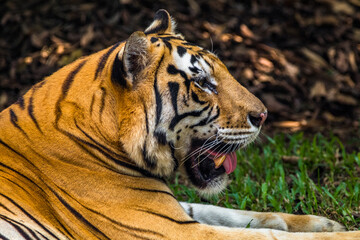 the close up of sumatran tiger