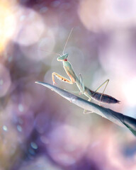 Cute little baby mantis with lovely colorful bokeh background.