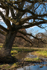 Meandering creek through the late fall/autumn scenery.  Rural Illinois, USA.