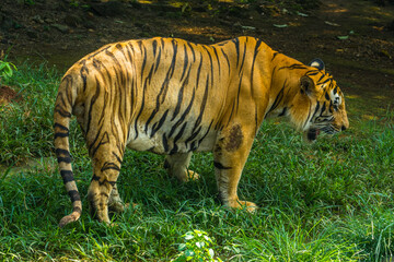 Fototapeta na wymiar the close up of sumatran tiger