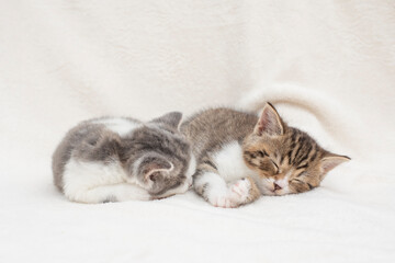 Fototapeta premium two kittens in a basket