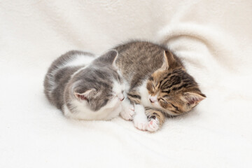 kittens sleeping on the pillow