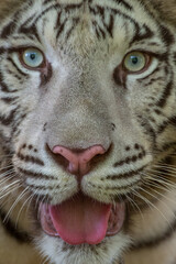 the close up of white bengal tiger face