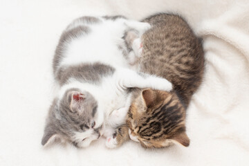 kittens sleeping on a pillow