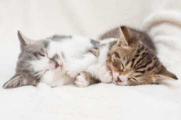 kitten sleeping on the pillow